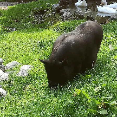 Heim Appartement Fügen