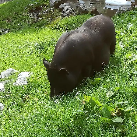 公寓 海姆公寓 *