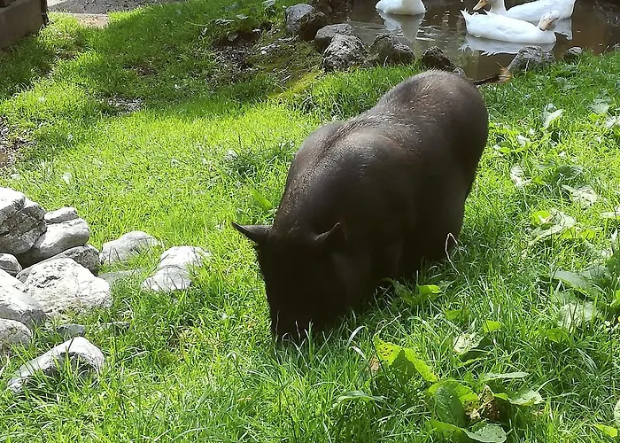 Heim Apartment Fuegen